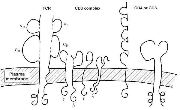 Figura 8: Receptor de célula T