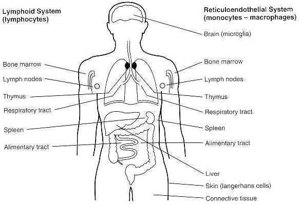 Sistema linfoide