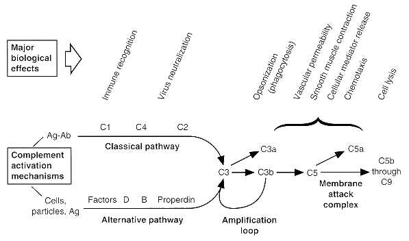 Figura 5: Vías clásica y alternativa de la cascada del complemento 
