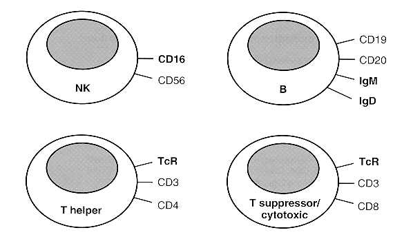Figura 7: Marcadores de superficie de linfocitos.